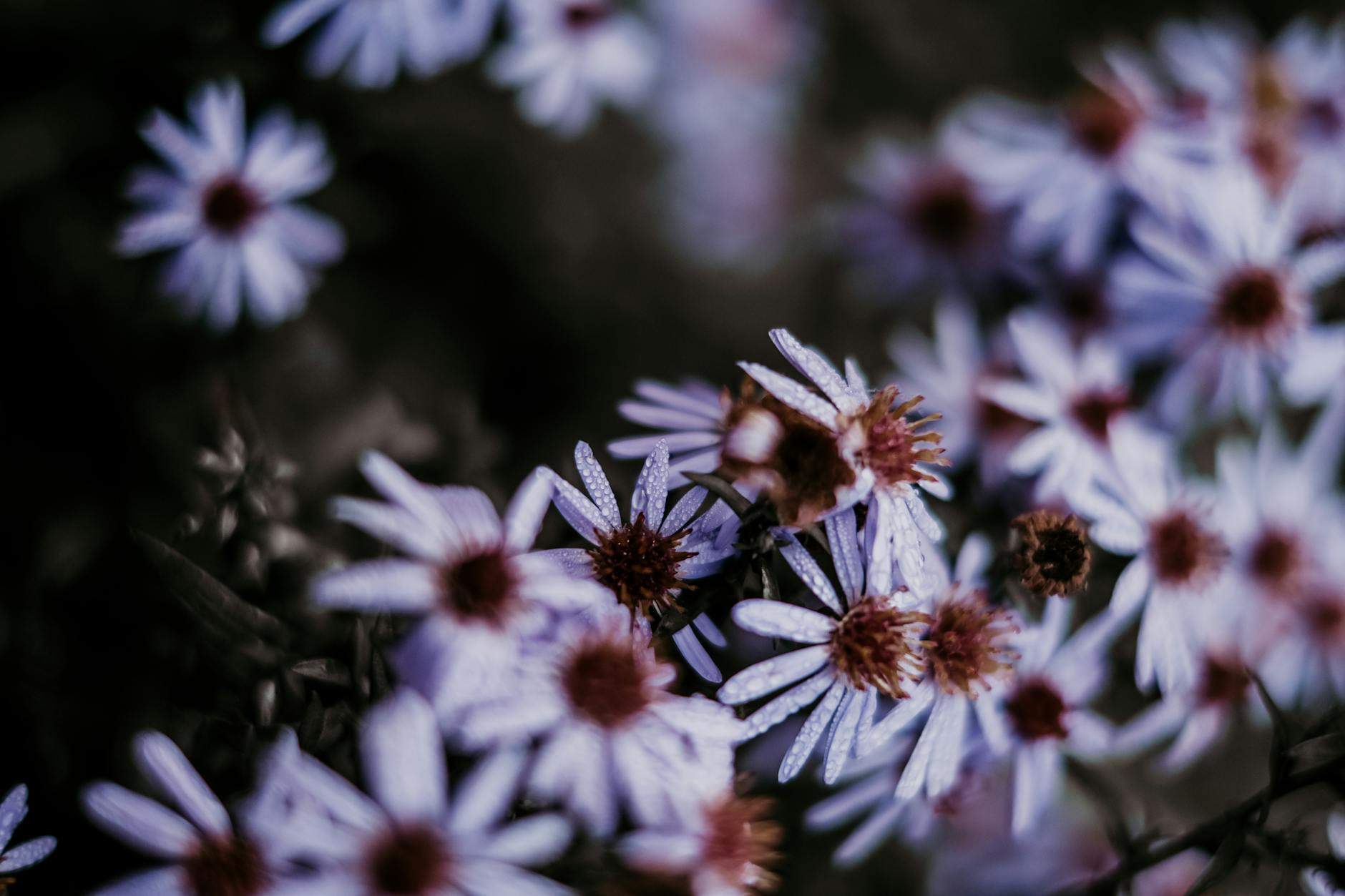 choisir-fleurs-les-secrets-pour-chaque-occasion