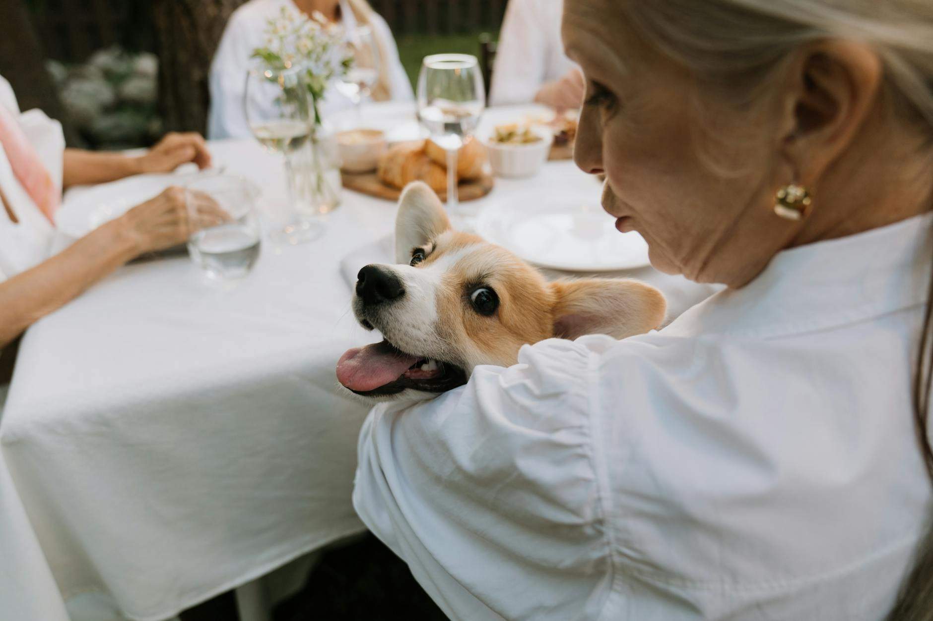 Doggy Market : les produits pour animaux à découvrir