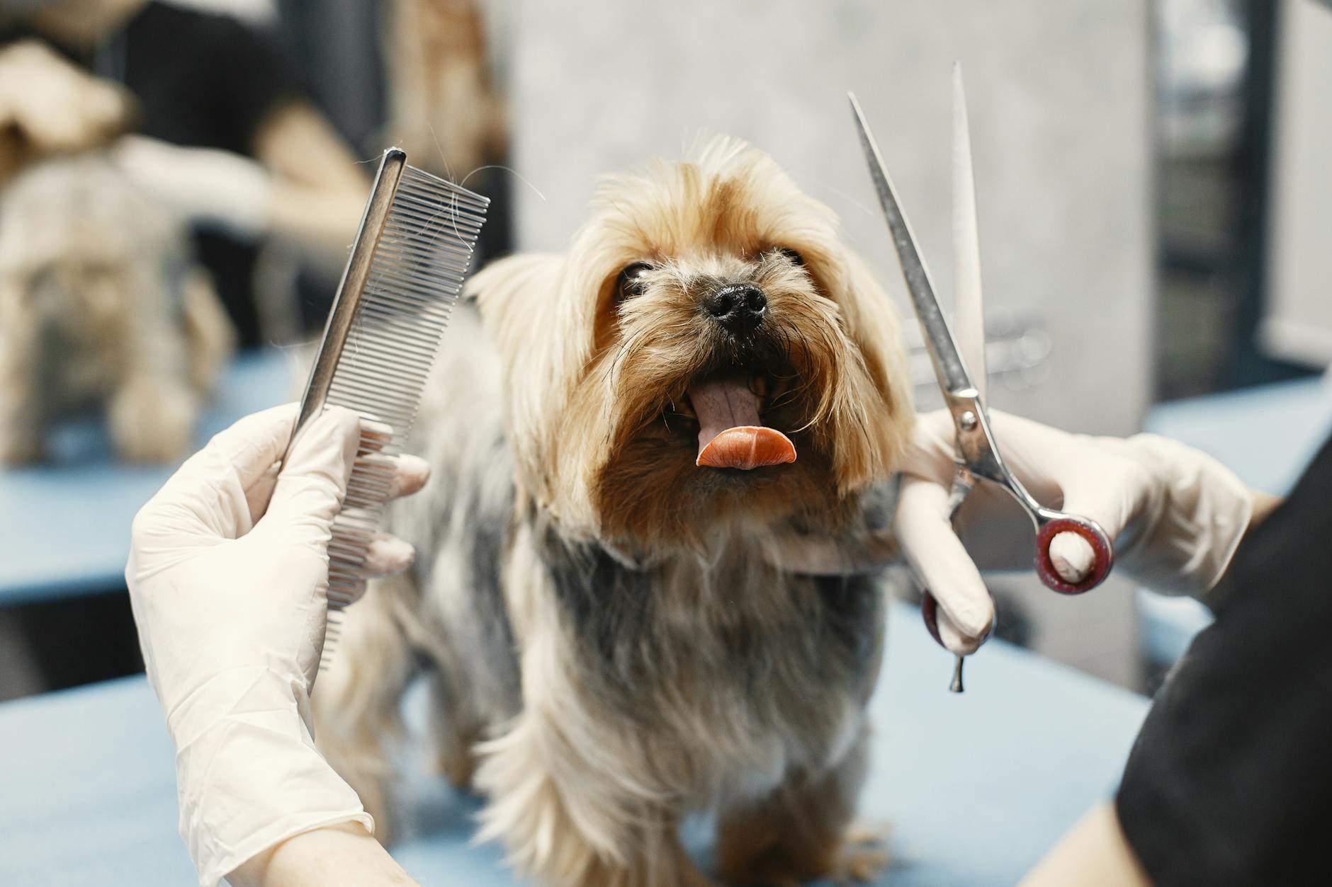 doggy-market-les-produits-pour-animaux-a-decouvrir